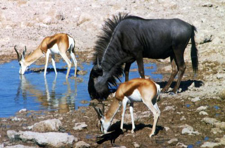 etosha3