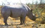 etosha12