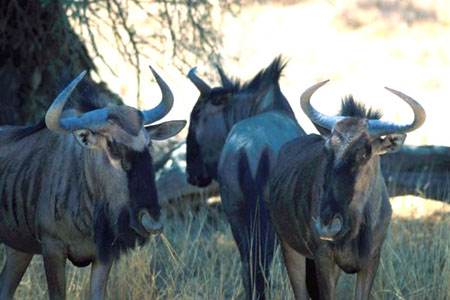 kalahari12