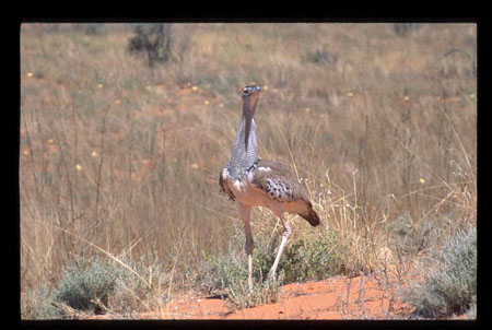kalahari14