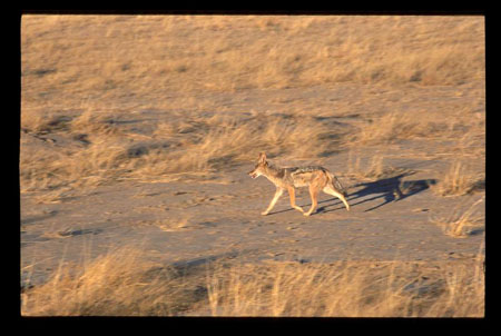 kalahari16