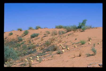 kalahari20