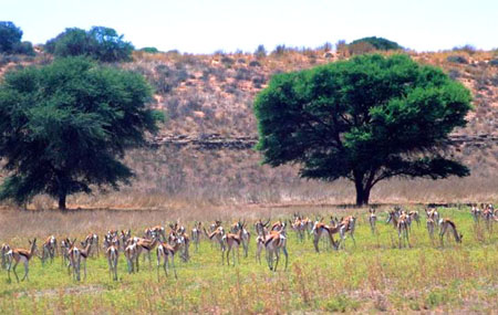 kalahari21