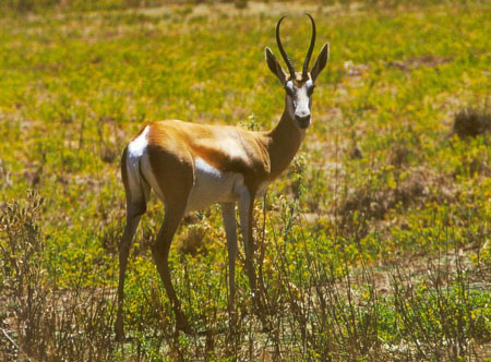 kalahari24