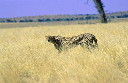 kalahari7