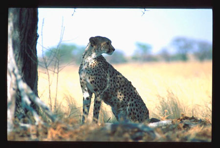 kalahari8