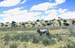 kalahari3